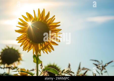 Campo di girasoli giallo sotto un tramonto dorato. Un cielo di nuvole e sole appena sopra l'orizzonte. Foto Stock