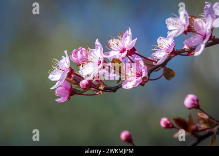 Primo piano del Prunus cerasifera noto come prugna di ciliegio, prugna di mirobalano che fiorisce in primavera. Splendida fioritura in pieno giorno. Foto Stock