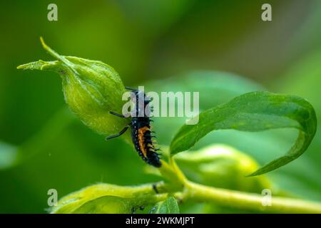 Ladybug insetto larva o pupa Coccinellidae closeup. Palcoscenico di pupilla che si alimenta sul primo piano di vegetazione verde. Foto Stock