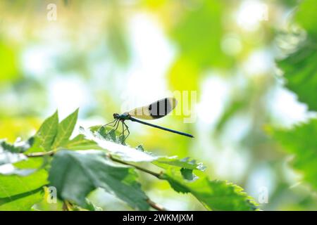 Primo piano di una bellissima demoiselle con bande Calopteryx splendente libellula maschile o damigella riposante Foto Stock