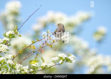Stonechat, Saxicola rubicola, primo piano di uccelli giovani che cantano al sole del mattino Foto Stock