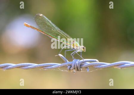 Primo piano di una bellissima demoiselle con bande Calopteryx splendente libellula o damigella che riposa su ortiche pungenti. Foto Stock