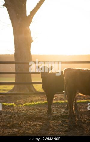 Vitello angus nero al tramonto Foto Stock