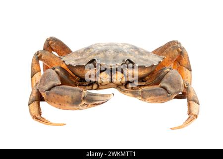 Il granchio isolati su sfondo bianco. Foto Stock