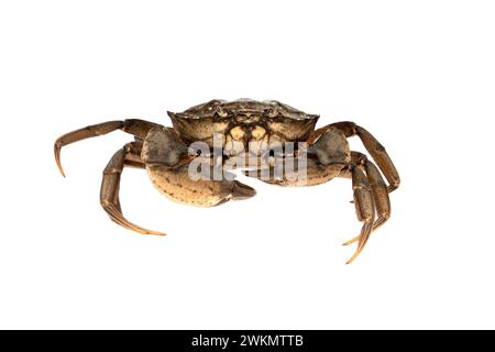 Il granchio isolati su sfondo bianco. Foto Stock