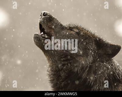 Lupo ulululante in inverno durante una grande nevicata. Foto Stock