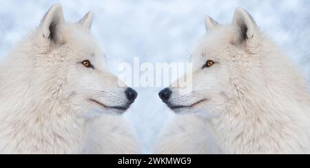 Due lupi sullo sfondo di una foresta innevata in inverno. Foto Stock