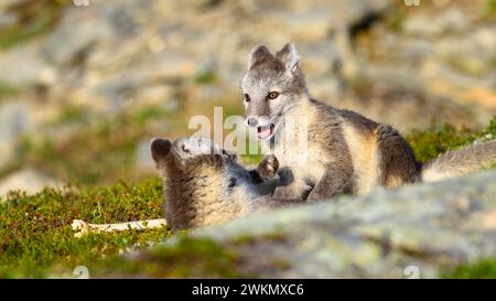 Cuccioli di volpe artica selvatica (Vulpes lagopus) che giocano nelle montagne di Dovre, Norvegia Foto Stock