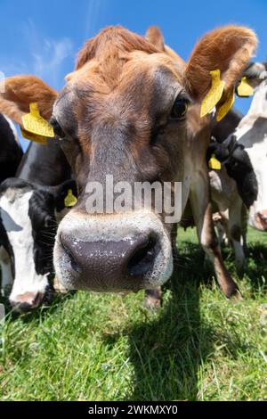 Bestiame da latte di Jersey dietro una recinzione elettrica in una calda giornata estiva, North Yorkshire, Regno Unito. Foto Stock