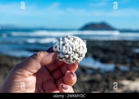 Coralli bianchi a forma di popcorn sulla spiaggia di coralli bianchi a Corralejo, Fuerteventura, Isole Canarie, Spagna, destinazione di viaggio in inverno Foto Stock