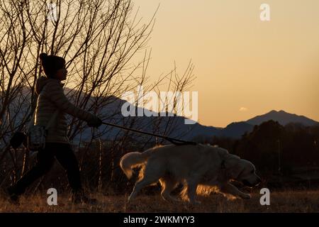 Una donna giapponese, in silhouette, cammina con il suo cane Golden retriever nel parco Oyamada Ryokuchi, Machida, Tokyo, Giappone. Foto Stock