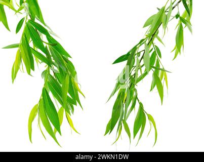 Foglie verdi primaverili. Ramo di Willow con foglie verdi isolate su uno sfondo bianco senza ombra. Articolo per imballaggio, design, mockup. Foto Stock