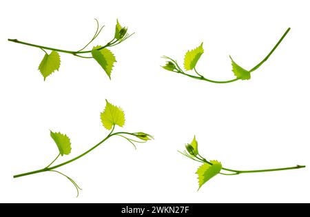 Set di viti con foglie verdi su sfondo bianco. Un piccolo ramo fresco di una vite. Ramo fresco di tendini e foglie della vite. Primavera. Estate. Foto Stock