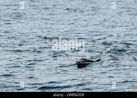 Dana Point, California. Delfino comune dal becco corto, Delphinus delphis che nuota nell'oceano Pacifico Foto Stock