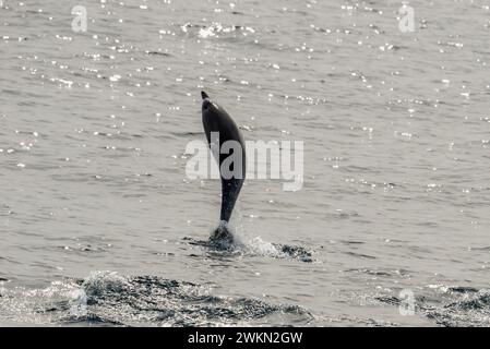 Dana Point, California. Delfino comune dal becco corto, Delphinus delphis che salta fuori dall'acqua nell'oceano Pacifico Foto Stock