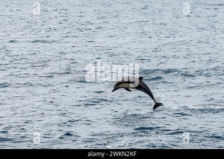 Dana Point, California. Delfino comune dal becco corto, Delphinus delphis che salta fuori dall'acqua nell'oceano Pacifico Foto Stock