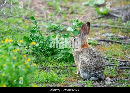 Laguna Beach, California. Laguna Coast Wilderness Park. Coda di cottone del deserto (Sylvilagus audubonii), nota anche come la coda di cottone di Audubon Foto Stock