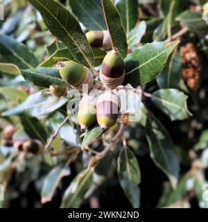 Foglie e ghiande di lecci nel Parco Nazionale dell'Etna, Sicilia, Italia Foto Stock