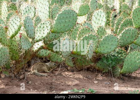 Laguna Beach, California. Laguna Coast Wilderness Park. Scoiattolo di terra californiana, Otospermophilus beecheyi nascosto sotto le foglie di cactus Foto Stock