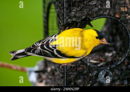 Vadnais Heights, Minnesota. Goldfinch americano. Maschio. Riproduzione di un adulto all'alimento degli uccelli Foto Stock