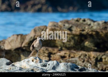 Laguna Beach, California. Un Whimbrel, Numenius phaeopus in piedi su una roccia nell'Oceano Pacifico. Foto Stock