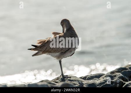 Laguna Beach, California. Un Whimbrel, Numenius phaeopus che si prepara su una gamba sola. Sull'Oceano Pacico. Foto Stock