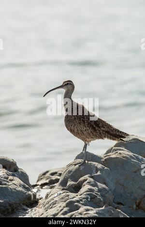 Laguna Beach, California. Un Whimbrel, Numenius phaeopus in piedi su una roccia nell'Oceano Pacifico. Foto Stock