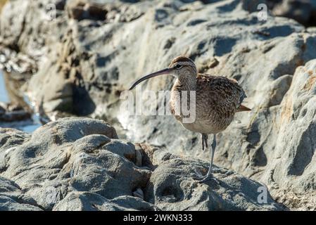 Laguna Beach, California. Un Whimbrel, Numenius phaeopus in piedi su una roccia su una gamba lungo l'Oceano Pacifico. Foto Stock