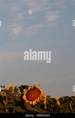 Elbow Lake, Minnesota. Vista grandangolare di un bellissimo campo di girasoli con la luna in serata. Foto Stock