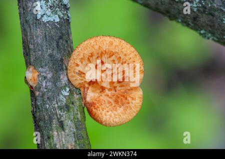 Lago Balsam; Wisconsin. Polypore a pori esagonali, Neofavolus alveolaris su un tronco di albero morto. Foto Stock