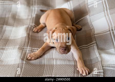 Cane Pitbull, cucciolo, che gioca felicemente sdraiato su un letto. Carino animale domestico. Foto Stock