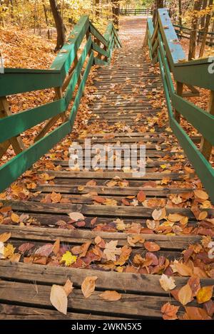 Scala verde in legno con foglie cadute che conduce al sentiero forestale in autunno, Rawdon, Lanaudiere, Quebec, Canada. Foto Stock