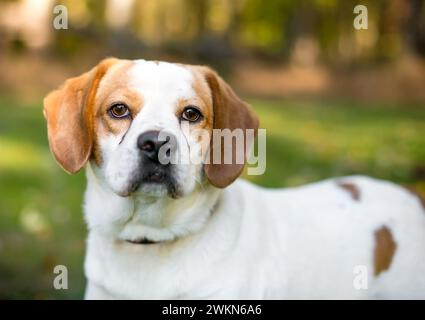 Un cane di razza mista Beagle x English Springer Spaniel con macchie di lacrime sul viso Foto Stock