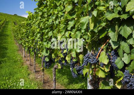 Gruppi di Vitis viola scuro - piantagione di vite a fine estate, Heilbronn, Germania. Foto Stock