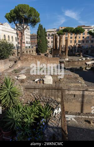 Il santuario dei gatti tra le rovine di Roma, in Italia, dove youÕll trovano cura per i gatti che vivono all'interno delle rovine conosciute come area Sacra di largo Argentina Foto Stock