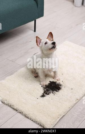 Bel cane vicino alla macchia di fango sul tappeto al chiuso Foto Stock