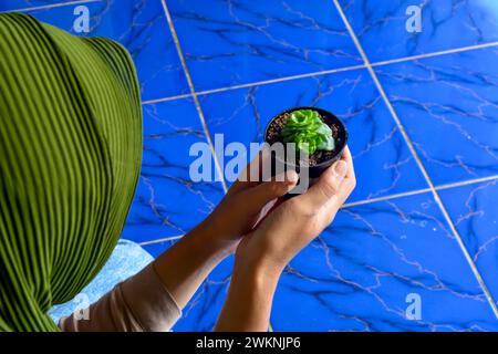 Una donna tiene una pianta succulenta in un piccolo vaso. Foto Stock