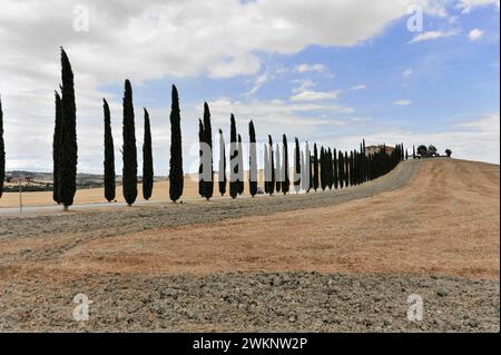 Viale Cypress con casale, a sud di Pienza, Toscana, Italia Foto Stock