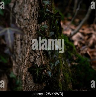 edera comune (Hedera helix) su un tronco di albero muschiato, primo piano, Neubeuern, Germania Foto Stock