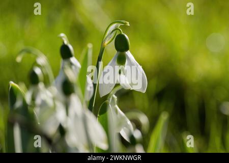 Gocce di neve fresche (Galanthus nivalis) a fuoco su sfondo verde sfocato, Hesse, Germania Foto Stock