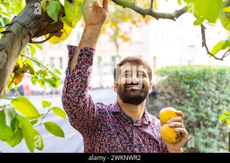 Il giovane uomo barbuto raccoglie mele gialle dall'albero nel suo giardino, nelle giornate di sole Foto Stock