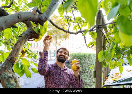 Il giovane uomo barbuto raccoglie mele gialle dall'albero nel suo giardino, nelle giornate di sole Foto Stock