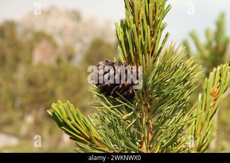 Primo piano di un singolo cono viola di pino bianco (Pinus albicaulis) su un albero con aghi all'aperto a Beartooth Mountains, Montana Foto Stock