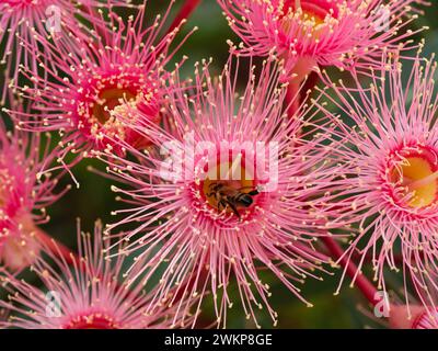 Un'ape all'interno del centro di un fiore di albero di eucalipto rosso rosa o fioritura, impollinazione e raccolta di nettare, giardino australiano Foto Stock