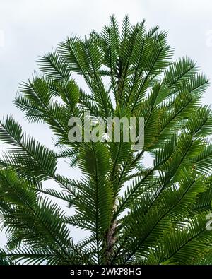 Giovane pino Wollemi con foglie di felce verdi, endemiche dell'Australia, icona botanica e specie in via di estinzione Foto Stock