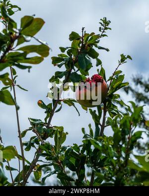 Un frutto di melagrana su un albero, aperto prima della sua maturazione con le arle rosse (semi con polpa circostante) che fuoriescono in cima Foto Stock