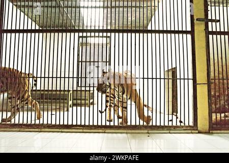 Tigri di Sumatra (Panthera tigris sondaica) presso una struttura veterinaria gestita dallo zoo di Bali a Singapadu, Sukawati, Gianyar, Bali, Indonesia. Foto Stock