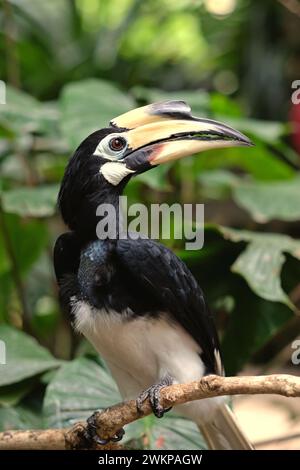 Un carpino orientale (Anthracoceros albirostris) è fotografato nello zoo di Bali a Singapadu, Sukawati, Gianyar, Bali, Indonesia. Foto Stock