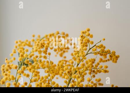 ramo di mimosa su sfondo bianco, spazio per il testo. Foto di alta qualità Foto Stock