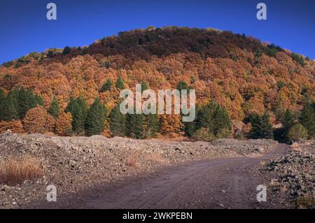 Colora gli alberi autunnali del 'Monte Lepre' nel Parco dell'Etna, Sicilia, Italia Foto Stock